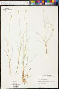 Carex tenuiflora image