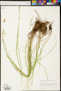 Carex tenera image