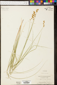 Carex tenera image