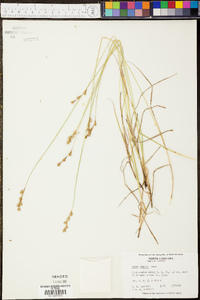 Carex tenera image