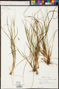 Carex tenax image