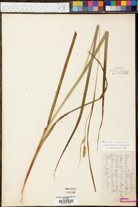 Carex swanii image