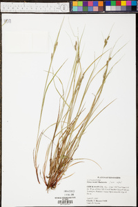 Carex swanii image