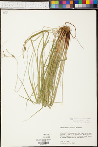 Carex swanii image