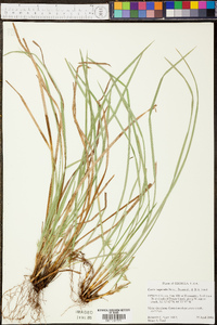 Carex superata image