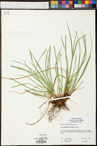 Carex superata image