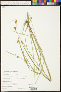 Carex turgescens image