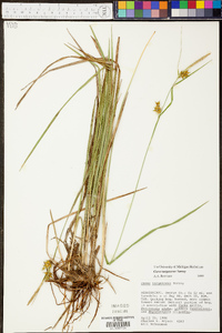 Carex turgescens image