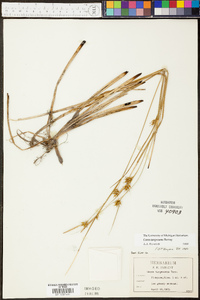 Carex turgescens image