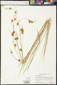 Carex turgescens image