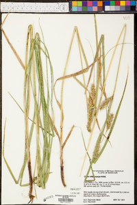 Carex trichocarpa image