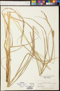 Carex trichocarpa image