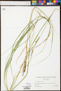 Carex trichocarpa image