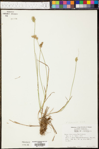 Carex festucacea image