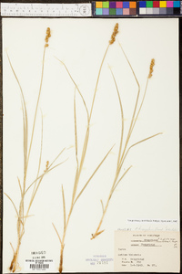 Carex triangularis image