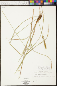 Carex triangularis image