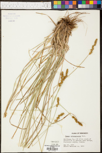 Carex triangularis image