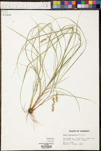 Carex triangularis image