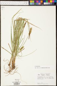 Carex triangularis image