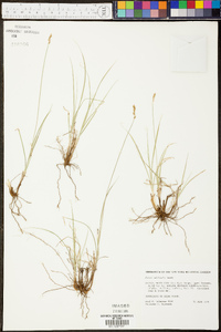 Carex vallicola image