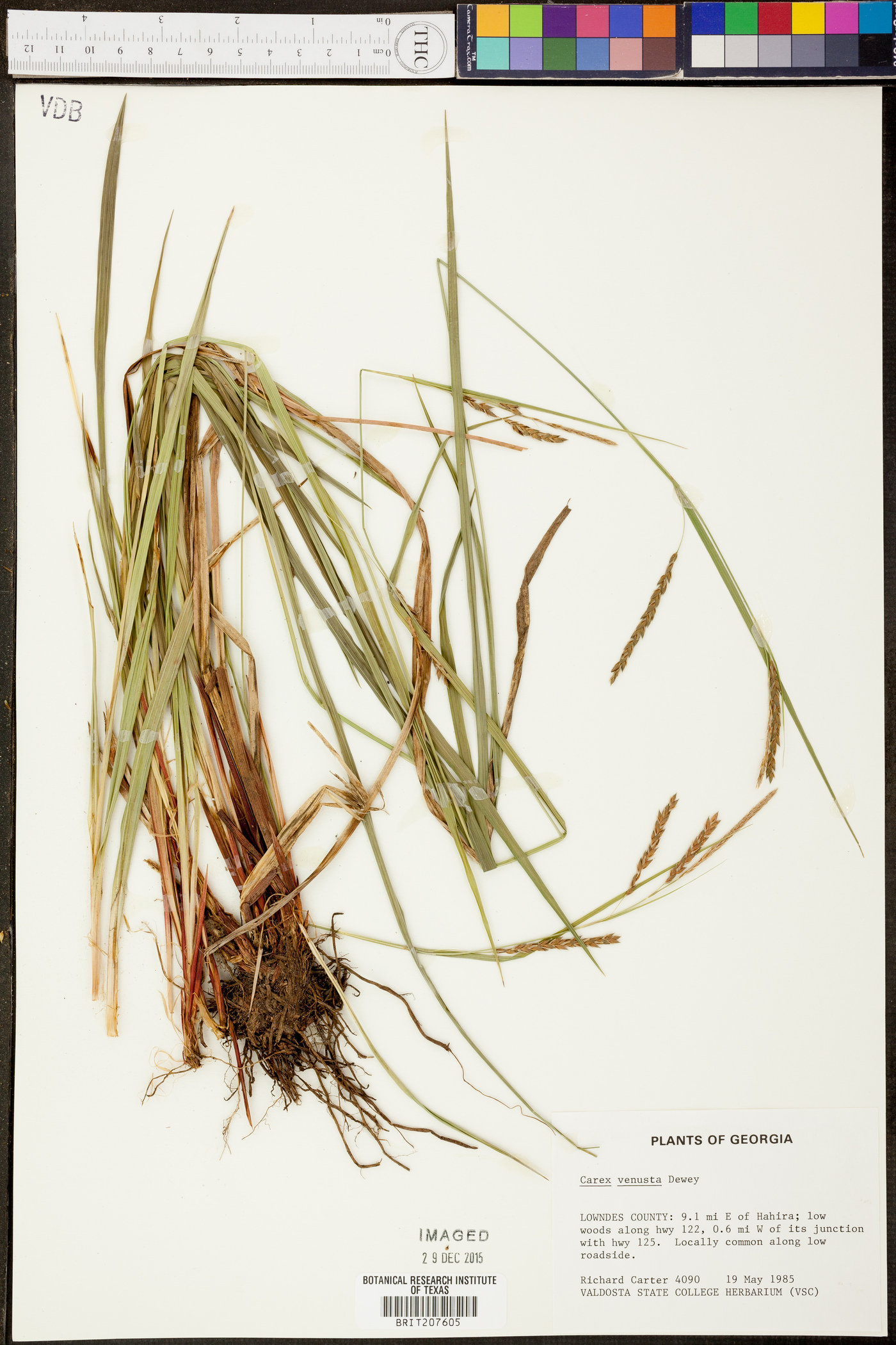 Carex venusta image