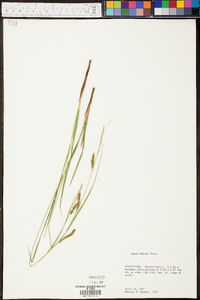 Carex venusta image