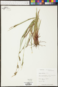 Carex venusta image