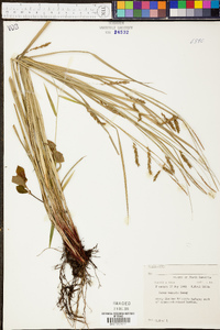 Carex venusta image