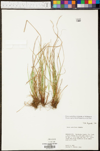 Carex umbellata image