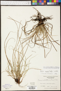 Carex umbellata image