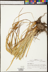 Carex typhina image