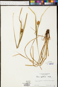 Carex typhina image