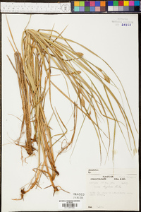 Carex typhina image