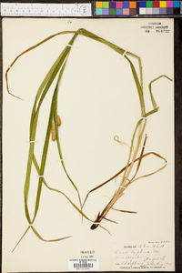 Carex typhina image