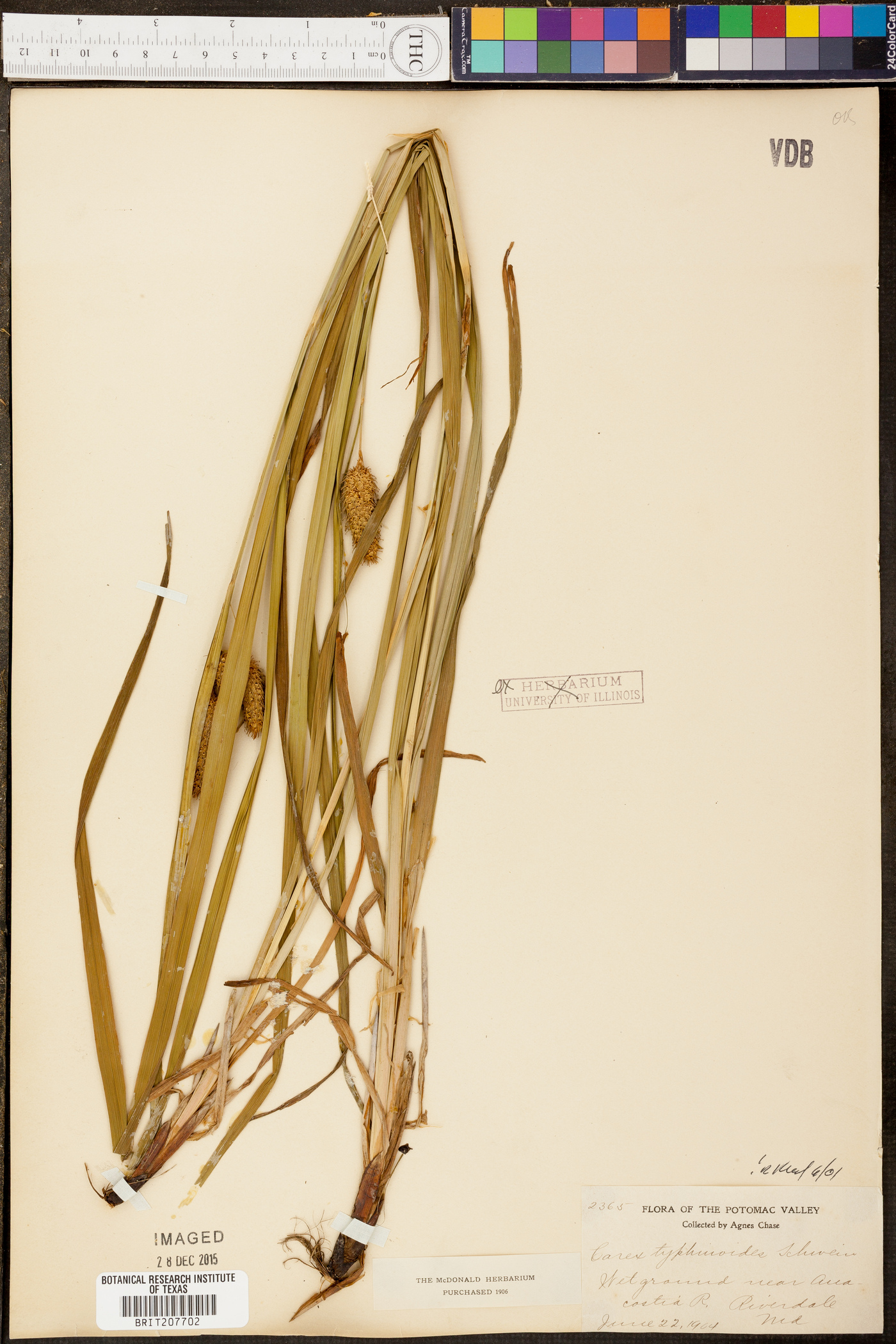 Carex typhinoides image