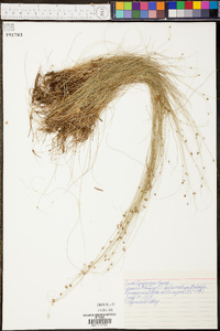 Carex trisperma image