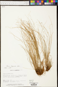 Carex trisperma image