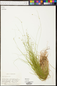 Carex trisperma image