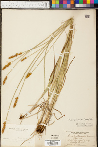 Carex xanthocarpa image