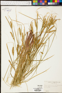 Carex vesicaria var. jejuna image