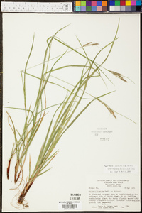 Carex virescens image