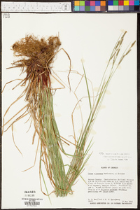 Carex virescens image