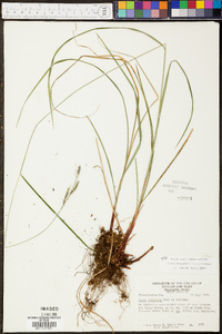 Carex virescens image