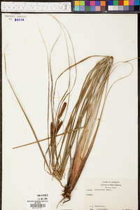 Carex verrucosa image