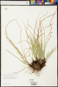 Carex willdenowii image