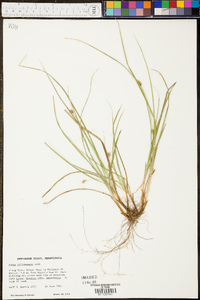 Carex willdenowii image