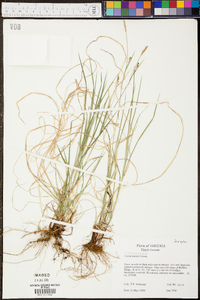 Carex woodii image