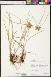 Cyperus aggregatus image