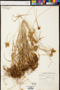 Cyperus aggregatus image