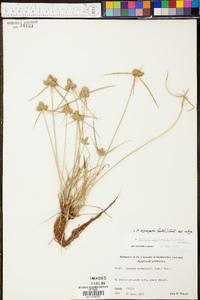 Cyperus aggregatus image